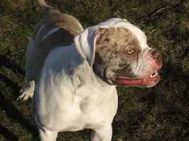 Alapaha Blue Blood Bulldog